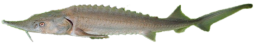 Acipenser Baerii - Siberian Sturgeon